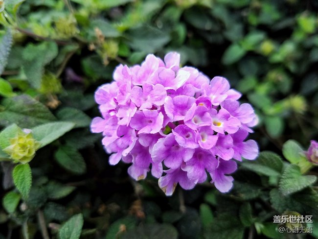 心语游深圳之春在深圳湾 心语游深圳之春在深圳湾