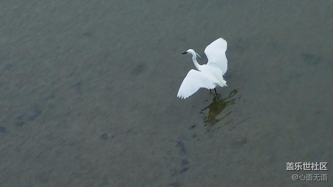 心语游深圳之春在深圳湾 心语游深圳之春在深圳湾