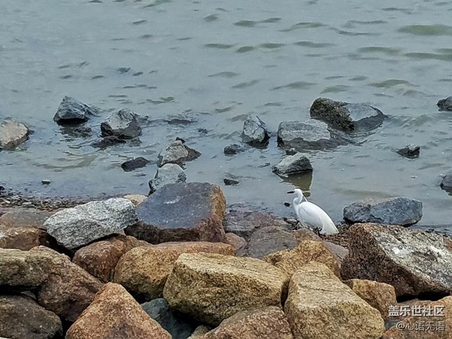 心语游深圳之春在深圳湾 心语游深圳之春在深圳湾