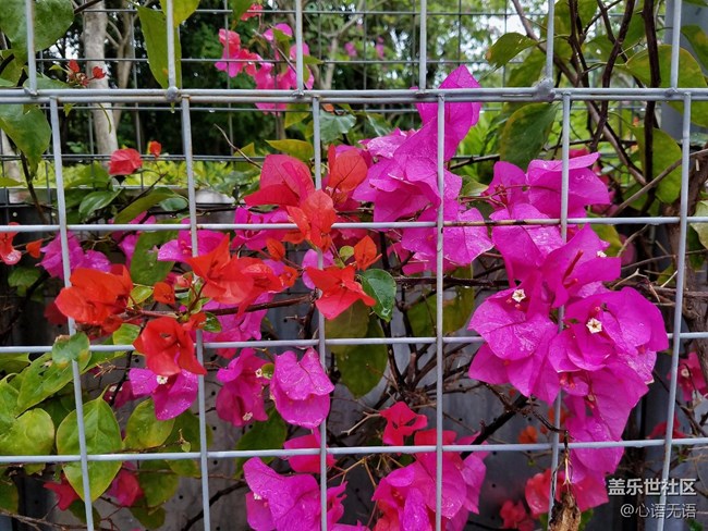 心语游深圳之春在深圳湾 心语游深圳之春在深圳湾