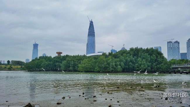 心语游深圳之春在深圳湾 心语游深圳之春在深圳湾