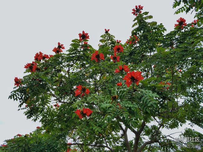 心语游深圳之春在深圳湾 心语游深圳之春在深圳湾