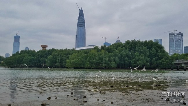 心语游深圳之春在深圳湾 心语游深圳之春在深圳湾