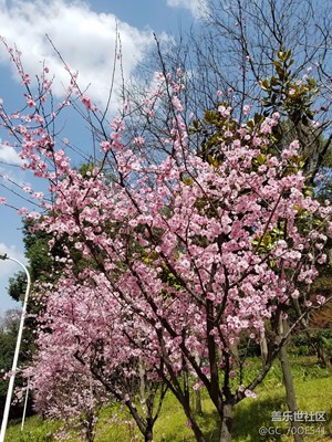 春来了+武汉+桃花朵朵