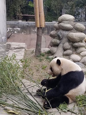 大熊猫