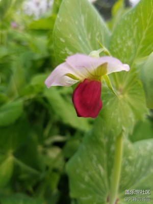 菜豆花绽芳吐蕊