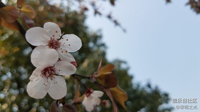 花花世界——梨花