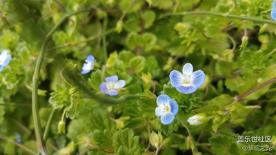 花花世界——波斯婆婆纳