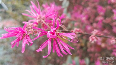 花花世界——红花继木