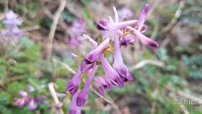 花花世界——风铃花