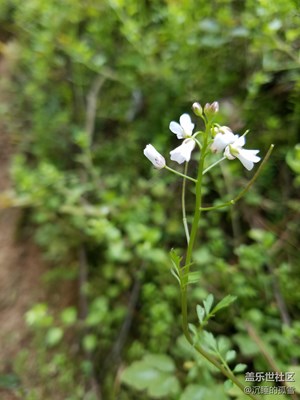 山涧的小花也独有韵味