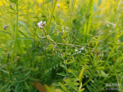 小花小草