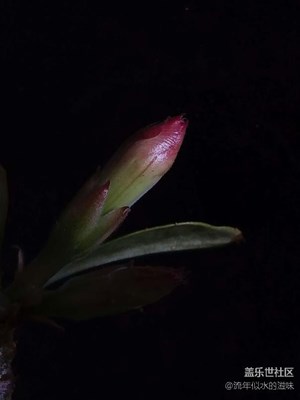 待芳归