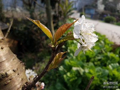 樱桃花开