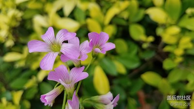 花花世界——酸咪咪