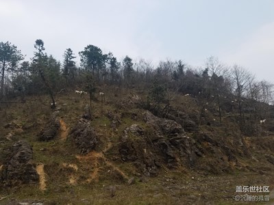 如今的大山已经是羊羊们的天地