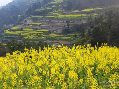 油菜花开