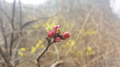 风云+新乡+三月桃花