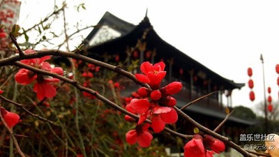 海棠花