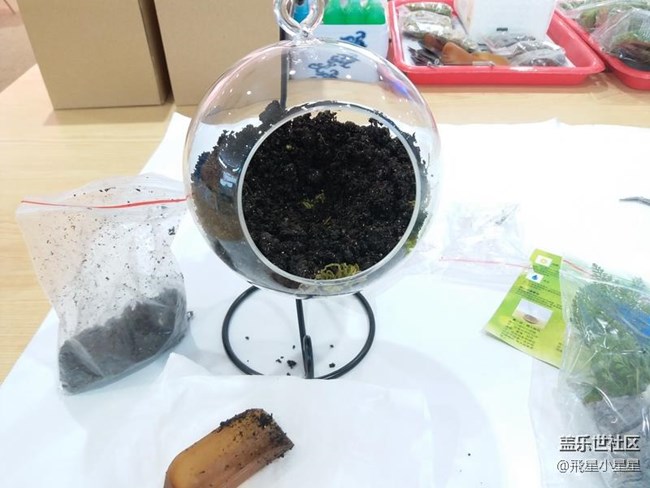 别出新裁的植树节活动回顾