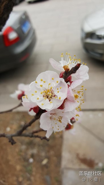 note5随手拍樱花