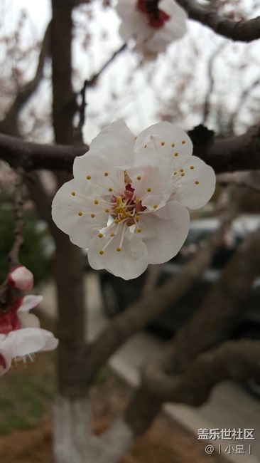 note5随手拍樱花