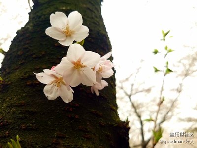 武大樱花