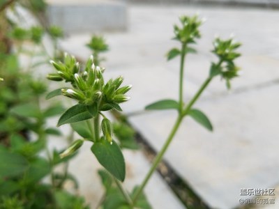 小草小花