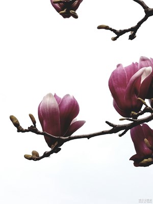 春暖花开