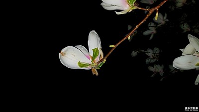 高洁妩媚的夜色玉兰花