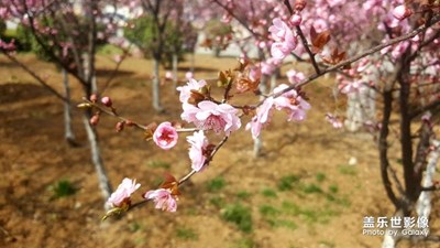 桃花分外妖娆！