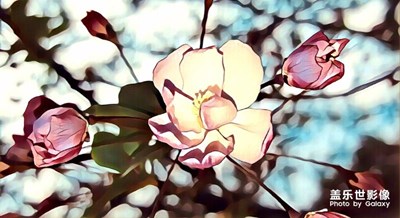 海棠花写实与抽像。。。，，，，