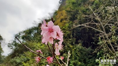 还准备拍拍春天呢，又下起雨来了！