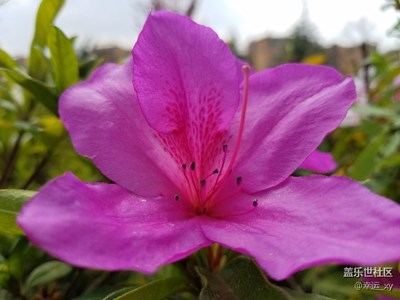 杜鹃花
