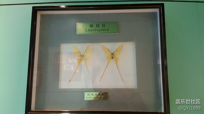 分享一下上海昆虫博物馆参观心得