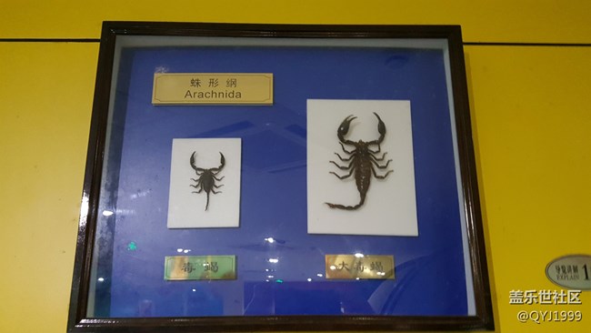 分享一下上海昆虫博物馆参观心得