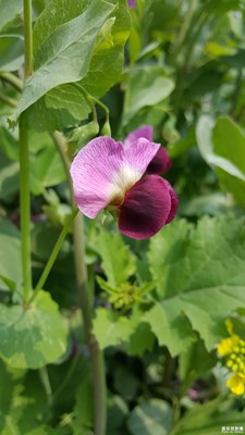 大家熟悉这花吗？