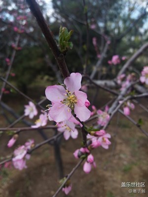 桃花盛开的地方