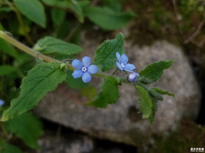 小花一组