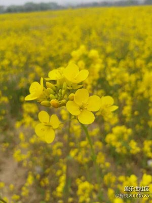 诱人油菜花