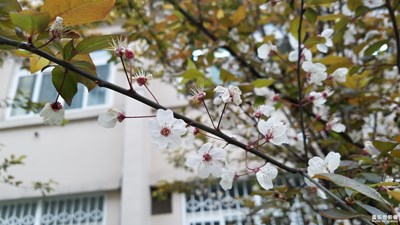 春天来啦!花好看吗？