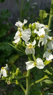 无名小花，微拍