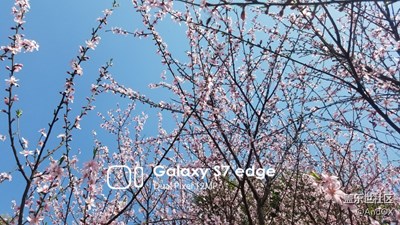 春天花会开