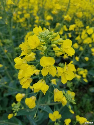花开的季节--油菜花（发出来给大家看看）