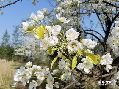 醉在春天烂漫时