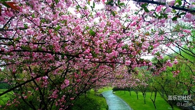 路+杭州+海棠花