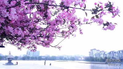 小区里的春天