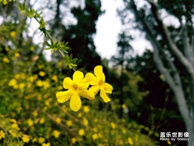 景山后海随手拍