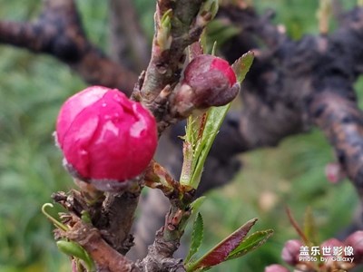 西安大雁塔花蕾