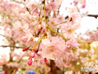 樱花🌸季